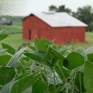 Soybeans in foreground and red barn in background 