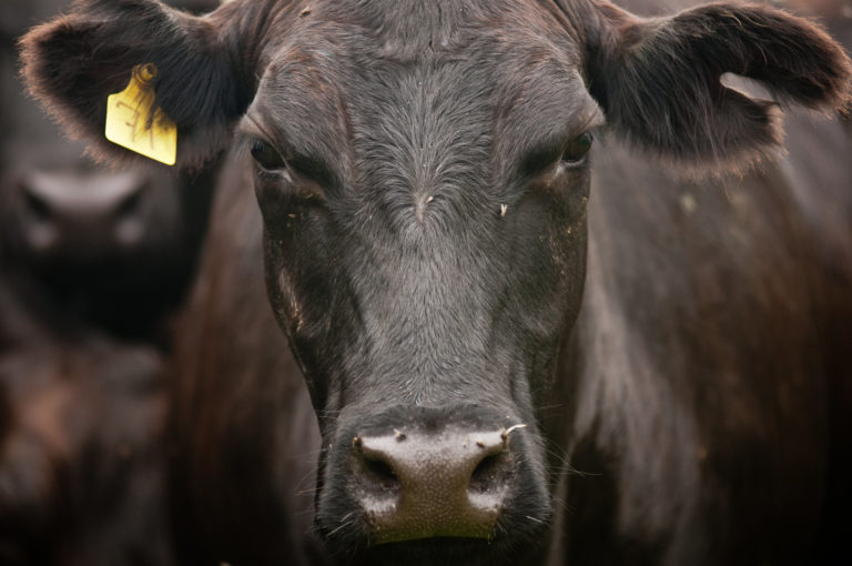 Close up of Black Angus Cow