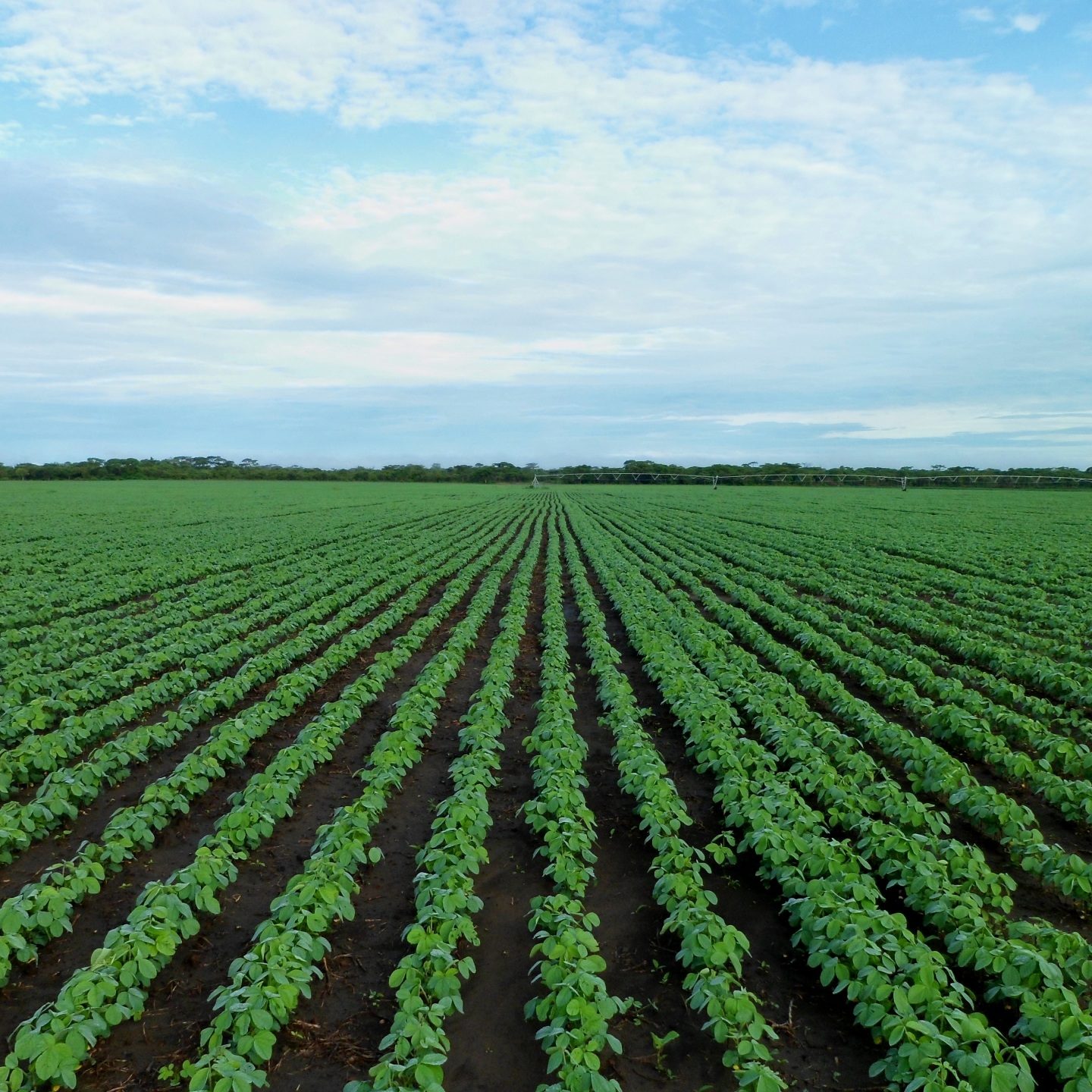 Field of Soybeans 