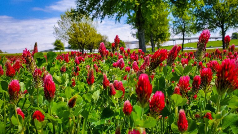 Field of Spring Bloom Crimson Clover