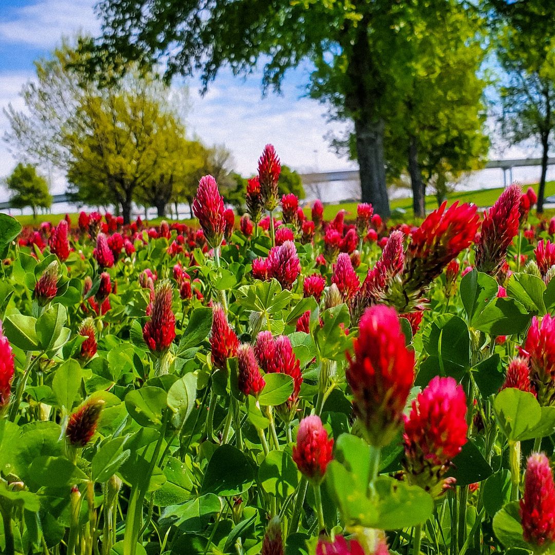 Field of Crimson Clover Spring Bloom 